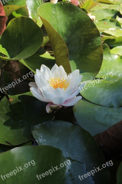 Botanist Plant Flora Vitória Régia Free Photos