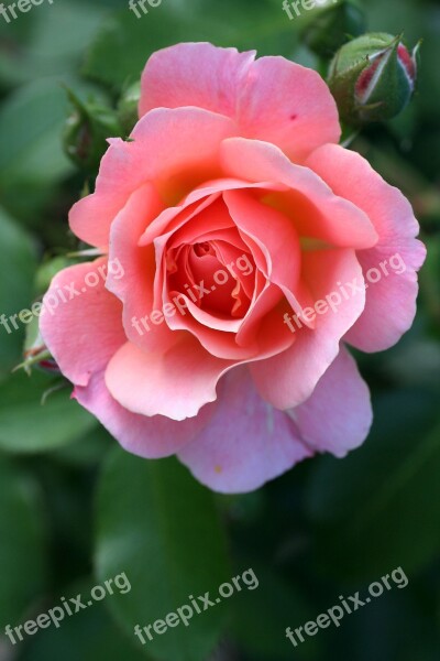 Pink Rosebush Garden Flower Nature