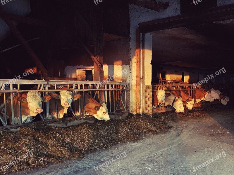 Cowshed Open Evening Sun Feeding Hay