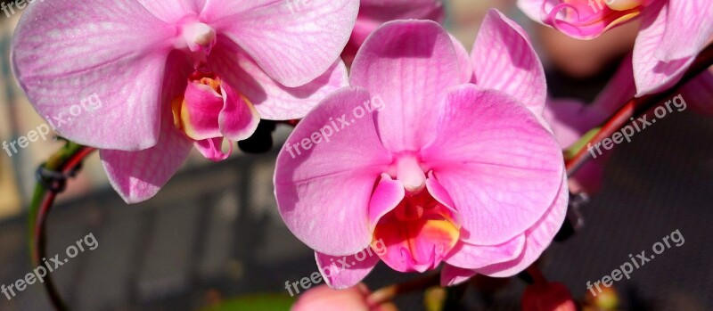 Orchid Flower Noble Blossom Bloom