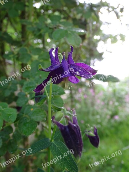 Columbine Columbine Flower Aquilegia Forest Columbine Common Akelei