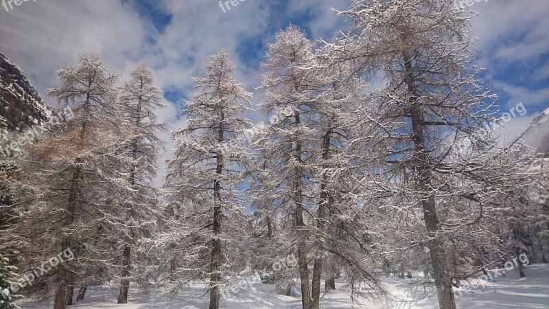 Winter Switzerland Alps Trees Cold