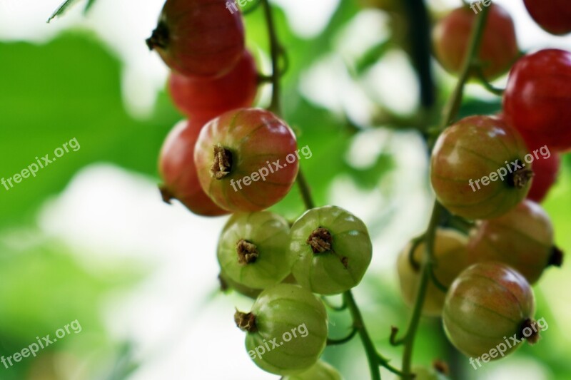 Red Currant Fruit Blackcurrant Red Red Fruit