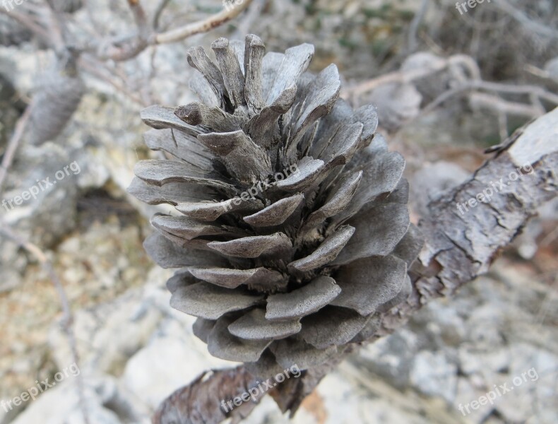 Pine Dalmatia Tree Wood Adriatic