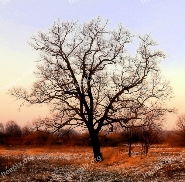 Tree Autumn Rust Twilight Sunset