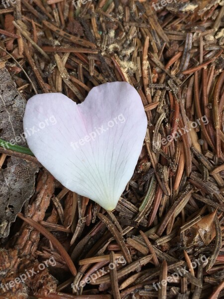 Heart Petal Love Background Romantic