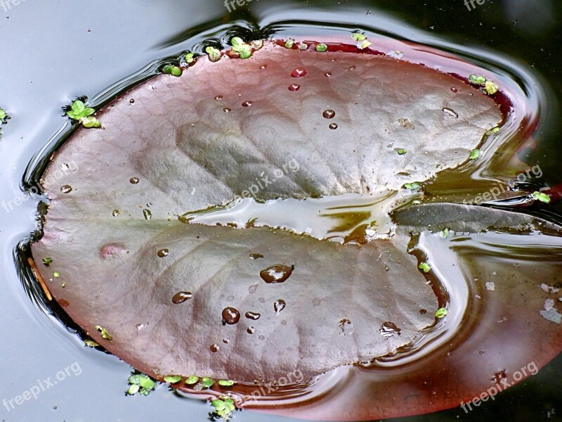 Water Lily Lily Pond Lily Pad Aquatic Plant Nature