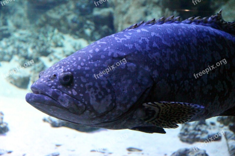 Fish Animal Underwater Aquarium Undersea World