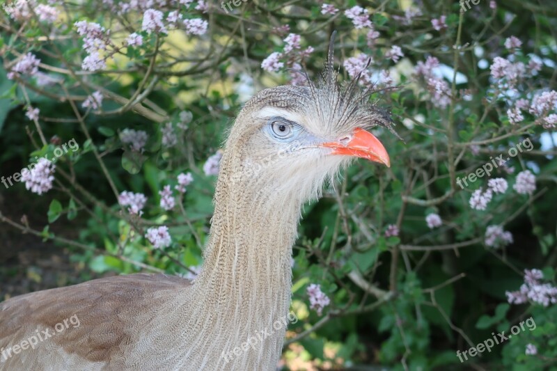 Kuifseriema Cariama Cristata Red Legged Seriema Bird Crest