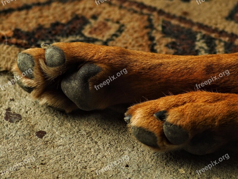 Dog Favorite Paw Animal Free Photos