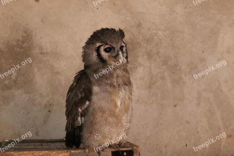 Owl Zambia Animals Bird Free Photos