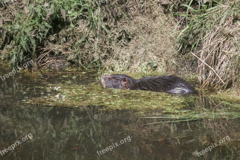 Nutria Bieber Moustache Rodents Animal World