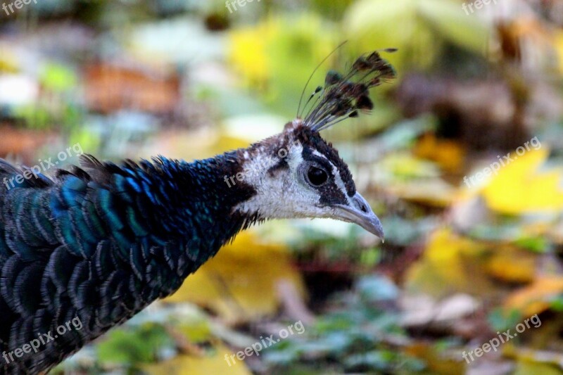 Peacock Head Bird Feathered Race Nature