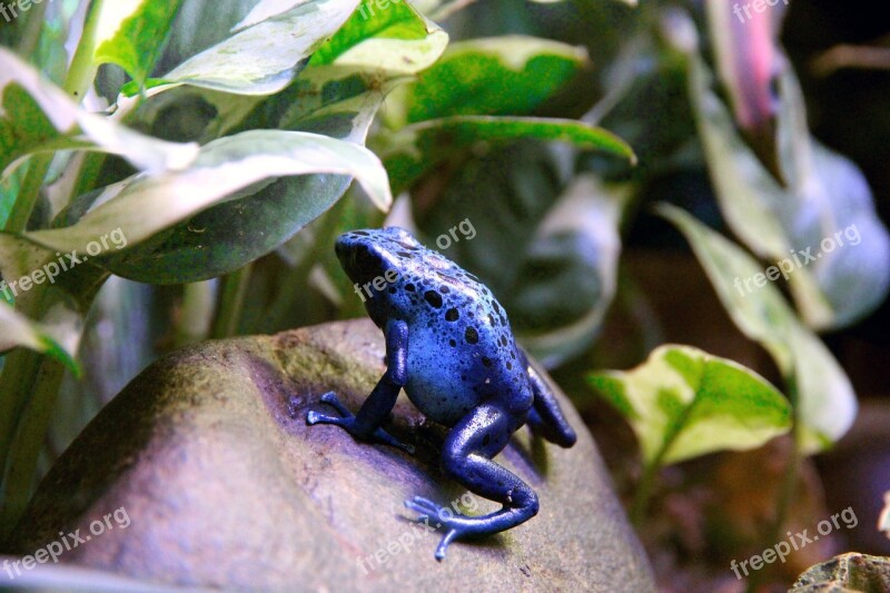 Frog Dendrobates Dendrobates Azureus Amphibian Nature