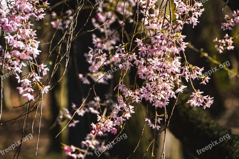 Weeping Cherry Blossom Flower Nature Spring