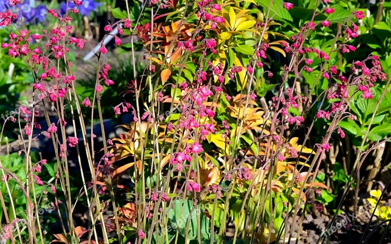 Red Heuchera Flower Red Gartenstaude Rock Plants