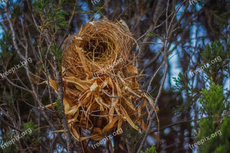 Bird Nest Branch Beak Animal