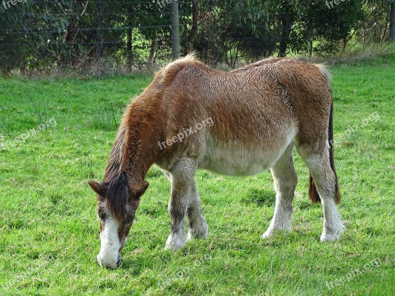 Pony Horse Animal Farm Equestrian