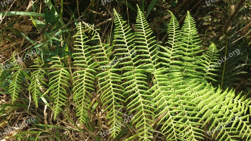 Mounted Lobato Brazil Saw Mantiqueira Fern Brazilian Forest Landscape