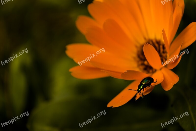 Flower Calendula Orange Insect Spring