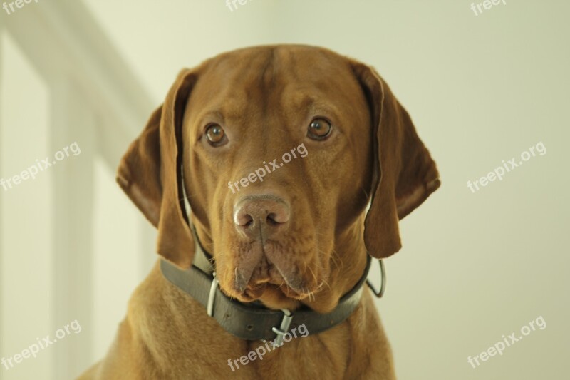 Dog Brown Straight Look Animal Vizsla