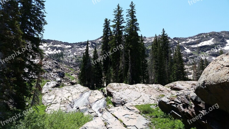 Tree Trees Rocky Mountain Wilderness