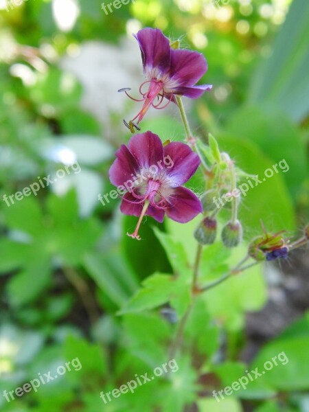 Kakost Hnedočervený Geranium Phaeum L Flower Spring Plant Nature