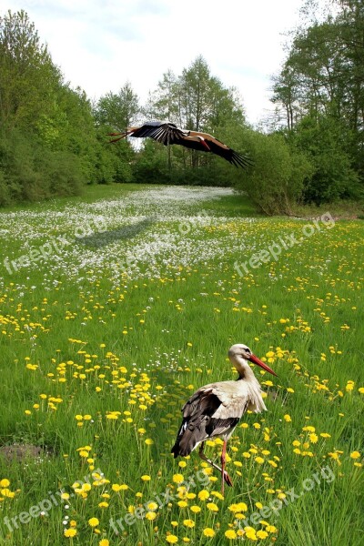 Meadow Grass Green Grasses Grass Meadow