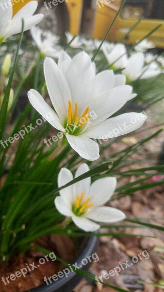 Flower White Flower Plant Yellow Bloom