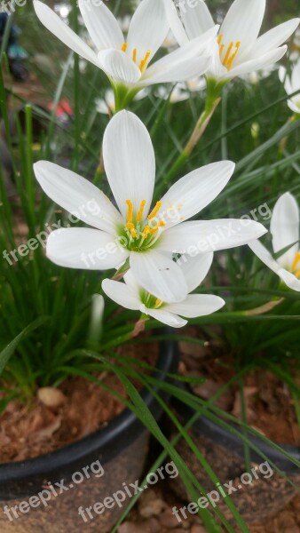 Flower Plant Garden Yellow Bloom