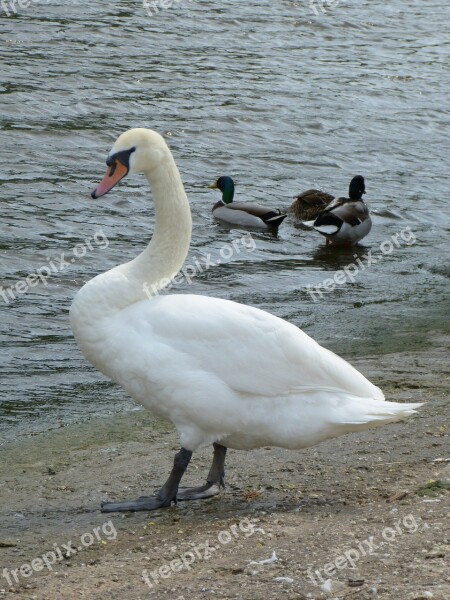 Swan White Swan Water Bird Water Bird