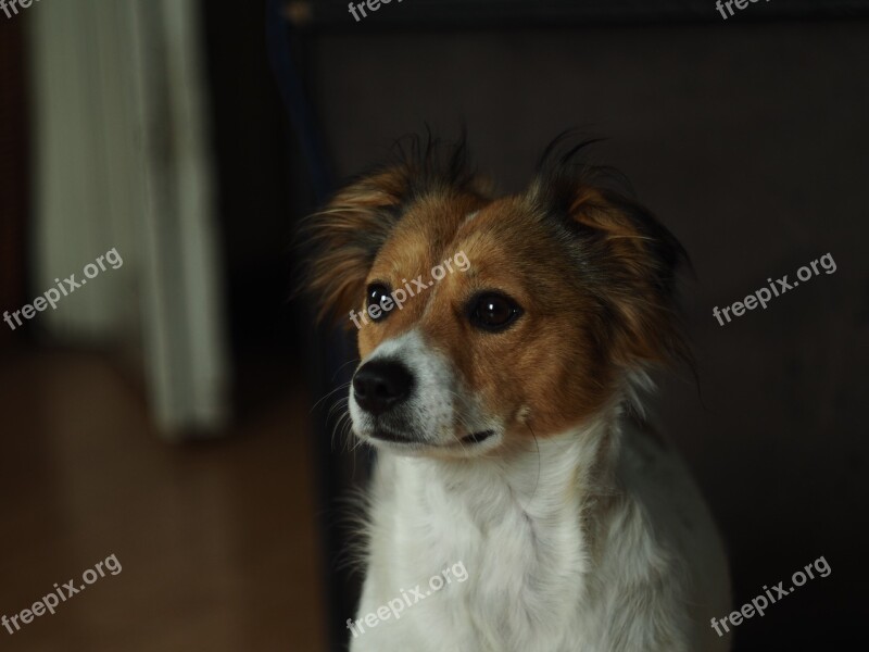 Dog And The Tramp Animal Friend Snout