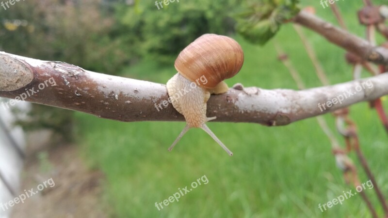 Snail Crawl Helix Slimy Escargot