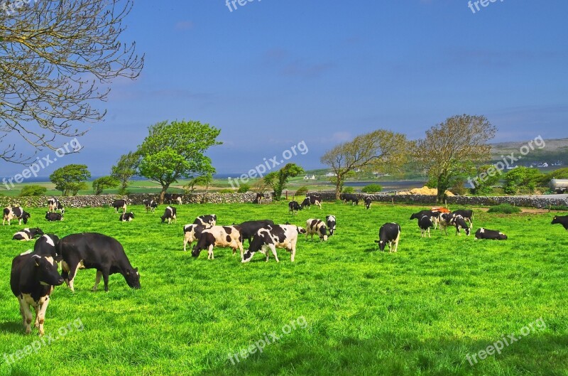 Ireland Cow Beef Landscape Summer