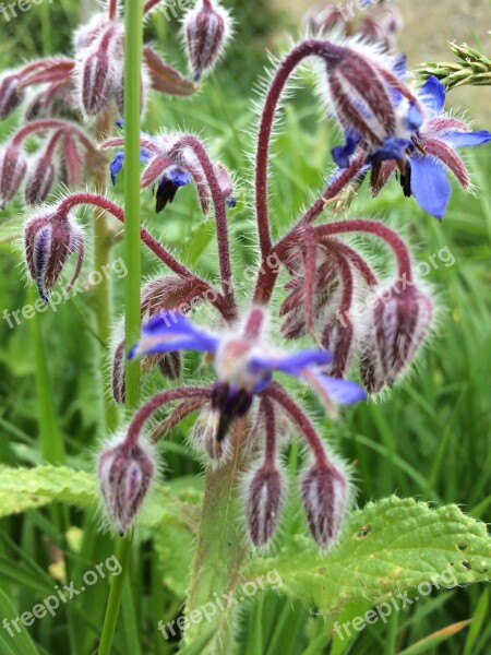 Flowers Florist Borage Wild Flowers Free Photos