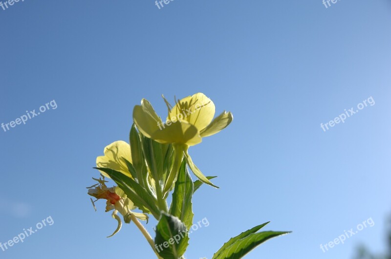 Evening Primrose Sky Flowers Free Photos