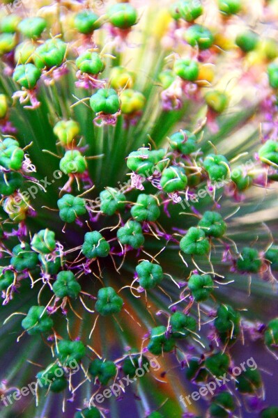 Onion Hagymavirág Vegetables Onion Blossom Mood