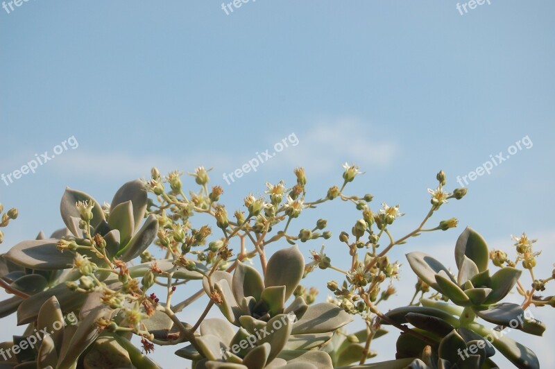 Graptopetalum Plants Crassulaceae Free Photos