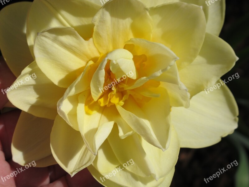 Daffodil Double Flower Free Photos