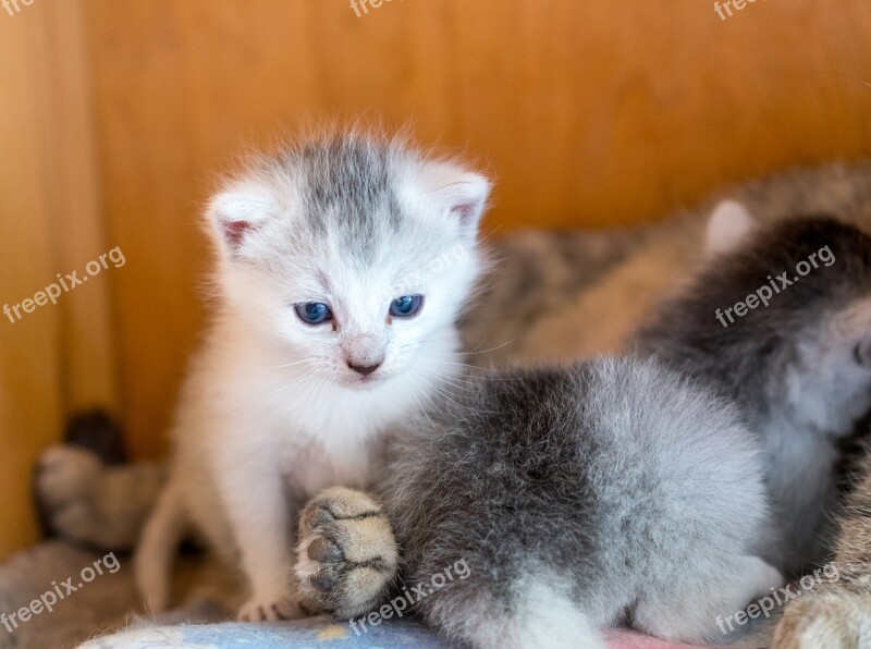 Kitten Cat Young Cat Domestic Cat Babies