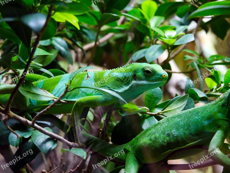 Nature Zoo Lizard Animal Chameleon