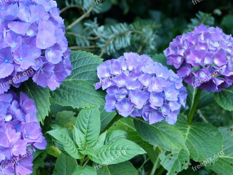 Hydrangeas Garden Flowers Blue Summer