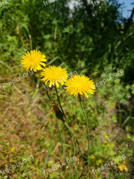 Nature Flower Summer Dandelion Flora