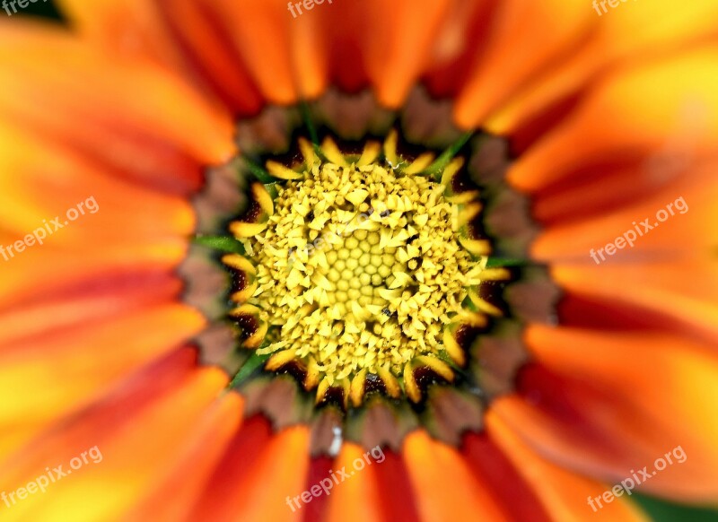 Flower Flora Anthers Pollen Gazania