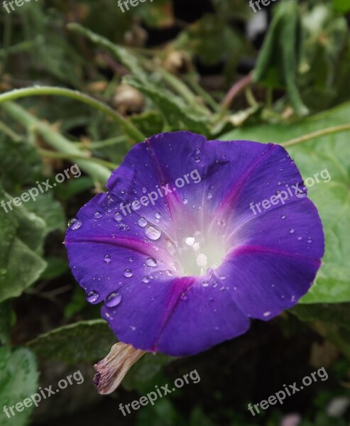 Morning Glory Flower Blossom Vine Dew Drop