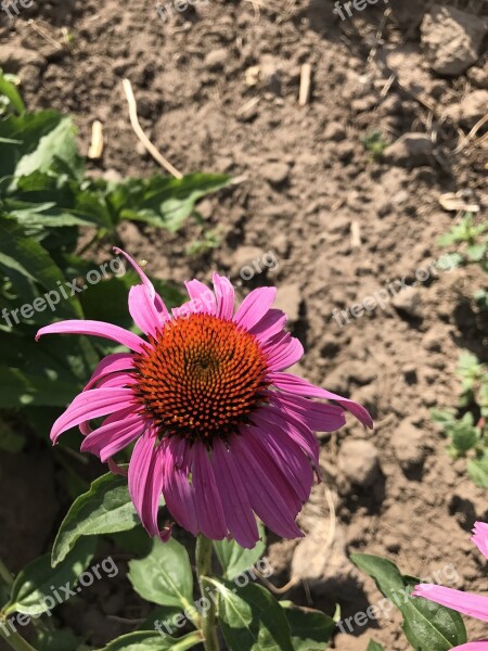 Echinacea Coneflower Purple Flower Herbal Immune