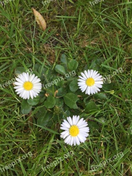 Daisy's Grass Garden Outdoors Nature