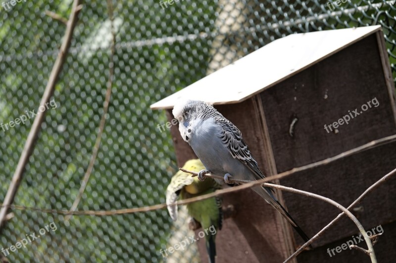 Budgie Bird Parakeets Blue Birds Nature