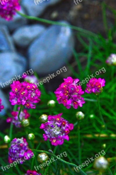 Pink Flower Little Flower Nature Garden