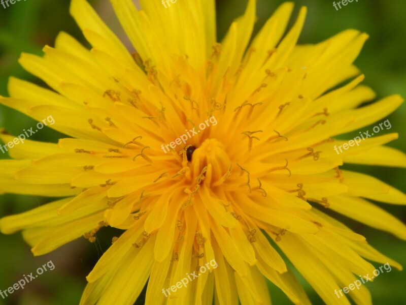 Dandelion Yellow Beetle Nature Plant